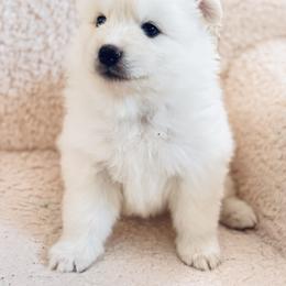 Pomsky Puppies from Blue Heaven Pomsky