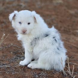 Milo - Blue merle male Border Collie puppy in Hesperus, Colorado from I&A Border Collies