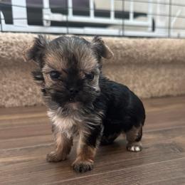 Atlas - Black and tan male Yorkshire Terrier puppy in Knoxville, Tennessee from Rainbow Bliss Yorkies