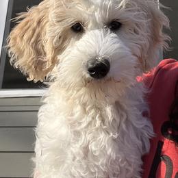 Goldendoodle Puppies from Happy_Tails_by_TJ