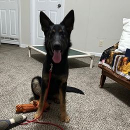 Snickers - Black and tan female German Shepherd puppy in Wellington, Georgia from Altvater German Shepherds
