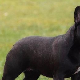 French Bulldogs from KreweOfBulls