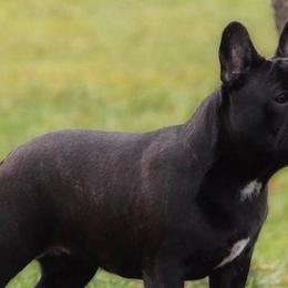 French Bulldogs from KreweOfBulls
