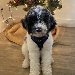Bernedoodle and Goldendoodle All Grown Up from Brown’s Golden Paws