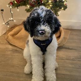 Bernedoodle and Goldendoodle All Grown Up from Brown’s Golden Paws