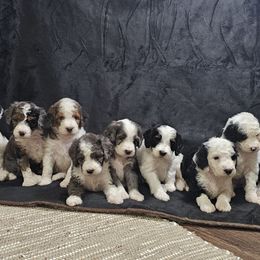 Bernedoodles and Goldendoodles from Doodle Dreams