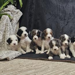 Bernedoodles and Goldendoodles from Doodle Dreams