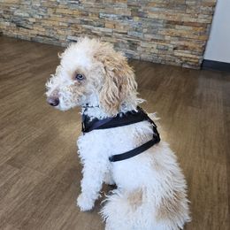 Clover 🍀 - Bernedoodle