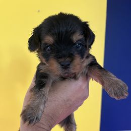 Rottweiler and Yorkshire Terrier Puppies from Superior Family Kennels