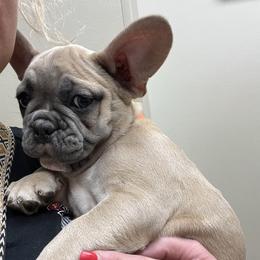Orange collar - Blue fawn male French Bulldog puppy in Union City, Tennessee from West Tennesse Frenchies
