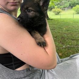 No name yet - Sable female German Shepherd puppy in Crossville, Tennessee from Raising the Bar German Shepherds