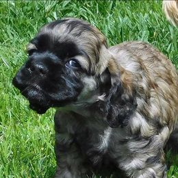 Cocker Spaniel Puppies from Doc's Cockers