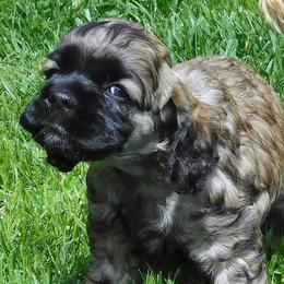 Cocker Spaniel Puppies from Doc's Cockers