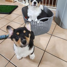 Pembroke Welsh Corgi Puppies from Shelly Bean Corgis