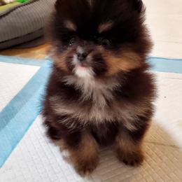 Pomeranian puppies from Brenda's Pomeranians - Amazing Grace Pomeranians