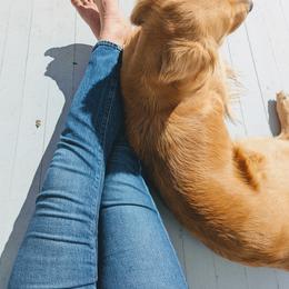 Golden Retriever All Grown Up from Full of Grace Goldens