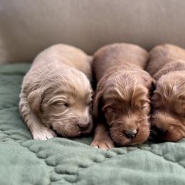 1st Pick Girl - Caramel female Australian Labradoodle puppy in Hartshorne, Oklahoma from Jena Edmond