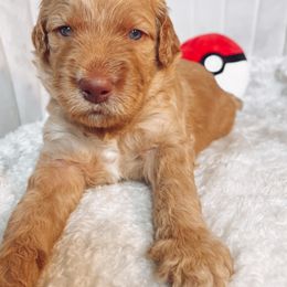 Goldendoodle Puppies from Summer Sun Doodles