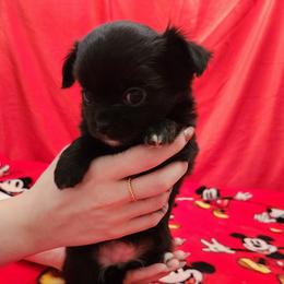 Helen - Black and white female Chihuahua puppy in Chesapeake, Virginia from Elsbeth's Chihuahuas