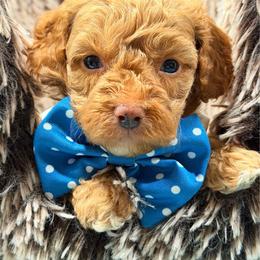 Nico - Brown male Maltipoo puppy in Cooper City, Florida from Jenny La Bone