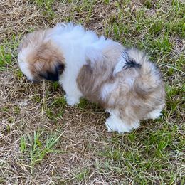 Shih Tzu Puppies from Willow Lane Shih Tzus