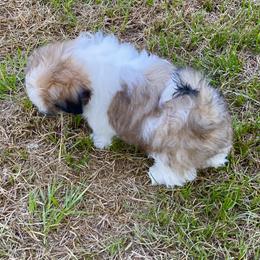 Shih Tzu Puppies from Willow Lane Shih Tzus