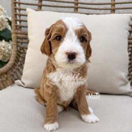 Oak - Apricot male Goldendoodle puppy in Gilbert, Arizona from Doodle Bliss