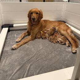 Georgia - Golden Retriever