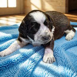 Bagel - Black and white male Aussiedoodle puppy in Ellenburg Center, New York from Kristin's Puppies