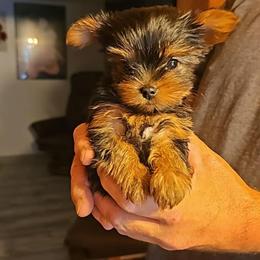 Pomeranian and Yorkshire Terrier Puppies from Pam Ackley
