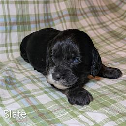 Slate - Black and white male Cockapoo puppy in Sunset, Louisiana from Cano Cockapoos
