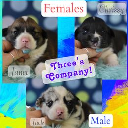American Corgi, Cane Corso, Pembroke Welsh Corgi, and Rhodesian Ridgeback Puppies from Diamondcrest Inc