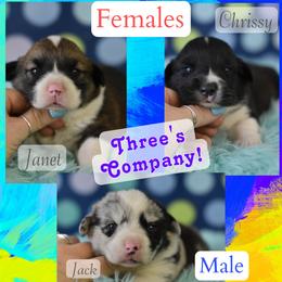 American Corgi, Cane Corso, Pembroke Welsh Corgi, and Rhodesian Ridgeback Puppies from Diamondcrest Inc