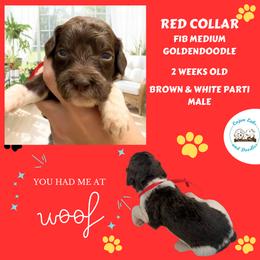 Jasper: Red Collar - Parti male Goldendoodle puppy in Raceland, Louisiana from Cajun Doodles