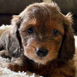WIRE hair silkie- Full rights AKC - Fawn (Isabella) male Dachshund puppy in Cleveland, Georgia from Memaw’s Minis Babies Doxies