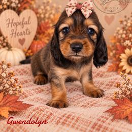 Merry-Gwendolyn - Red female Dachshund puppy in Riverton, Wyoming from Wild Rose Ridge Doxies