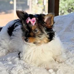 Willow  -  AKC - Black tan and white female Biewer Terrier puppy in Douglas, Georgia from Heartland small breeds