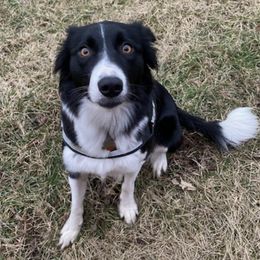 Border Collies from Floating Axe Border Collies