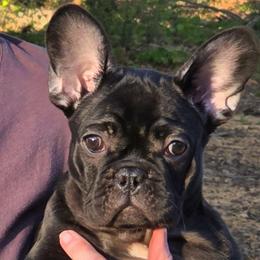 Bertie - Brindle female French Bulldog puppy in Summit, Mississippi from Impressive Bulldogs and French Bulldogs