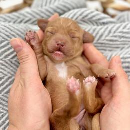 Breeze - Apricot female Goldendoodle puppy in Queen Creek, Arizona from Goldendoodle AZ