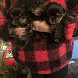 Rottweiler Puppies from Oakville Rottweilers