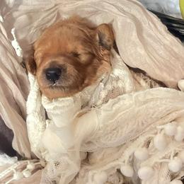 "Braeburn F1b petite/mini goldendoodle " Goldendoodle and Poodle Puppies from Winchester Hills Poodles and Doodles