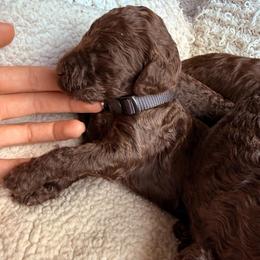 Black - Chocolate male Labradoodle puppy in Chula Vista, California from Coastal Cocoa Labradoodle
