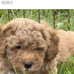 Hank - Red  male Goldendoodle puppy in Missouri from Simply Schnauzers