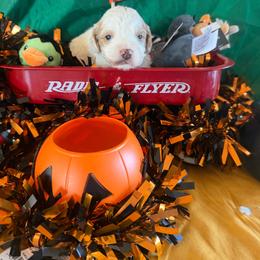 Elio - Red and white male Cockapoo puppy in Holton, Indiana from MoonShine Babies / OZ