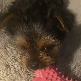 Yorkshire Terriers from Yorkie Heaven