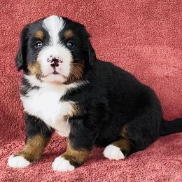 Black and White Collar Male - Black rust and white male Bernese Mountain Dog puppy in Bristol, Tennessee from Holston Hollow Farm