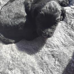 Jet - Black male Labradoodle puppy in Apache Junction, Arizona from Loving Doodle