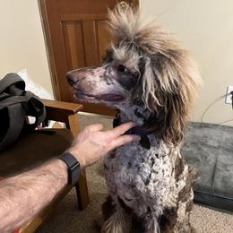 Penny - Poodle
