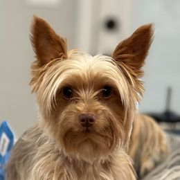 Brady - Yorkshire Terrier